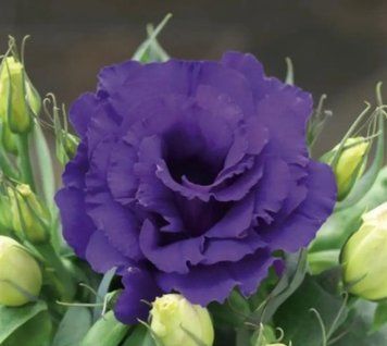 Еустома Julietta Blue 5 насінин 2377693943 фото