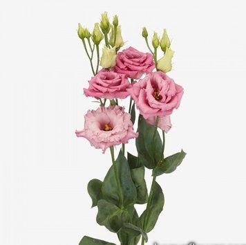 Еустома Alissa 1: Rose 5 шт Sakata 541 фото