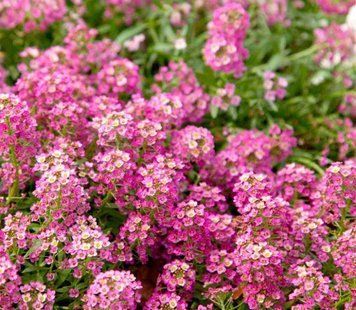 Алісум морський EASTER BONNET DEEP PINK PanAmerican 10 шт 314 фото