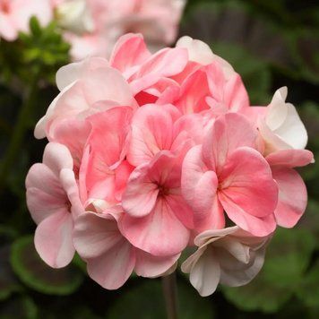 Пеларгонія Pinto Premium F1 White to rose Syngenta 5 шт 550 фото