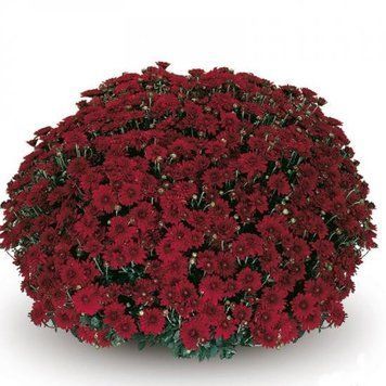 Хризантема мультифлора Camina red  5 фото