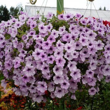Петунія Opera Supreme F1 Lilac Ice 3 насінини 123 фото