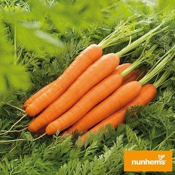 Морква Лагуна F1 Nunhems 2 г (зіп-пакет) 2734210032 фото