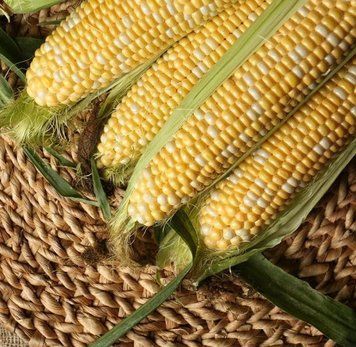 Кукурудза Кейт F1 Clause 20 шт. (зіп-пакет) 2700070666 фото