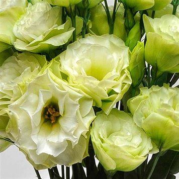Еустома великоквіткова махрова ABC F1 Green 5 насінин 2664808470 фото