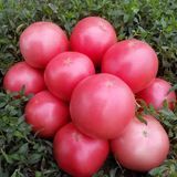 Помідор Пінк світнес F1 Lark seeds 10 шт (детермінантний) (зіп-пакет) 2470606215 фото