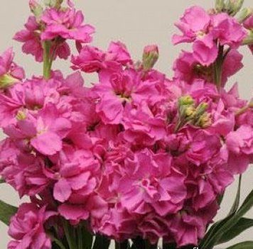 Левкой KATZ ROSE BRIGHT PanAmerican 10 шт 485 фото