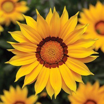 Газанія Frosty Kiss&trade; Yellow Syngenta 5 шт 393 фото