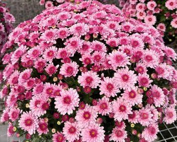 Хризантема мультифлора Lively Pink Bicolor (вкорінений живець) 6 фото