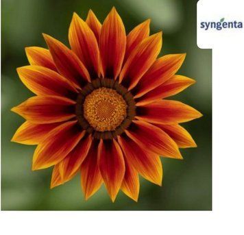 Газанія Kiss F1 Golden Flame Syngenta 5 шт 394 фото