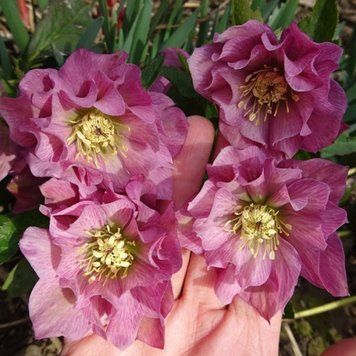 Морозник (Helleborus) Solar Sorbet (кореневище) 2522152534 фото