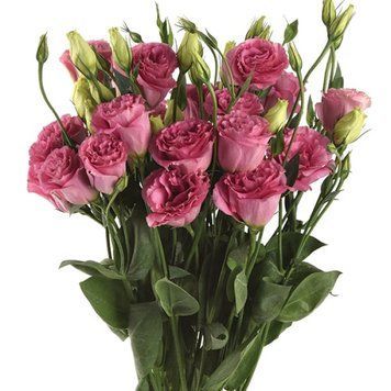 Еустома великоквіткова махрова ABC F1 Deep rose 5 насінин 2664810800 фото