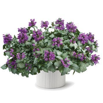 Ламіум Maculatum Lami Dark Purple 3065663154 фото