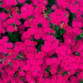 Агератум Голiаф червоний (0.1г) TM GL Seeds 2447918240 фото