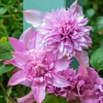 Клематіс Multi Pink (горщик) 2494739043 фото