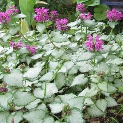 Ламіум Maculatum Lami Dark Purple 3065663154 фото