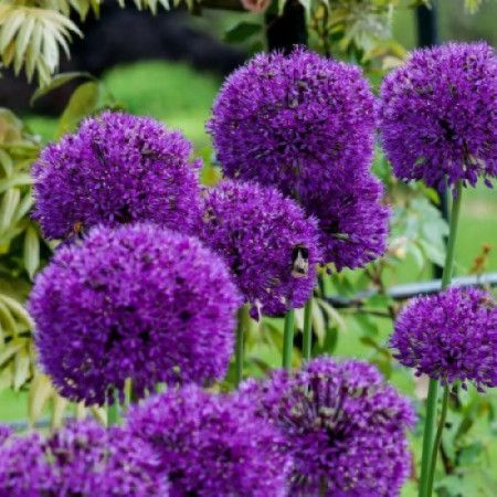 Набір із 5 цибулин Аліумів гігантських Purple Sensation 10/12 (не товарний вигляд цибулин ) 2222628323 фото