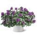 Ламіум Maculatum Lami Dark Purple 3065663154 фото 1