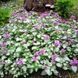 Ламіум Maculatum Lami Dark Purple 3065663154 фото 3
