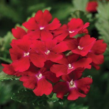 Вербена Obsession&reg; Red Syngenta 5 шт. 397 фото