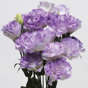 Еустома великоквіткова махрова ABC F1 Misty blue 5 насінин 2664811039 фото