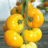 Помідор Ямамото F1 Kitano Seeds 10 шт (зіп-пакет)(індетермінантний) 20084522351-26 фото