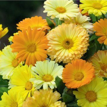 Нагідки лікарські 0,3 г Професійне насіння 3007101000 фото