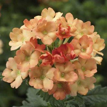 Вербена Obsession&reg; Apricot Syngenta 5 шт. 398 фото