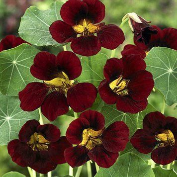 Красоля Блек вельвет (1г) TM GL Seeds 512 фото