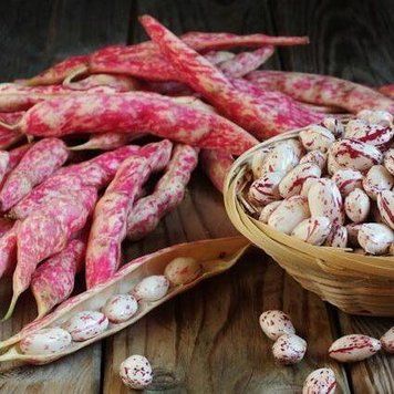 Квасоля Спаржева Кущова Борлетто (кремова з червоними штрихами) 20 г Сімейний сад 2401579770 фото