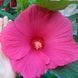 Гiбiскус Король вiкiнгiв (5шт) TM GL Seeds 2447923035 фото 1