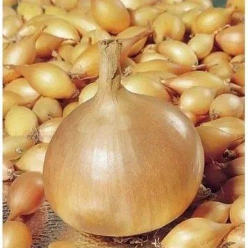 Цибуля сіянка Радар 100 г 2381442888 фото
