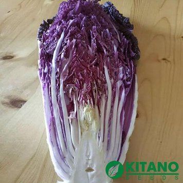Капуста пекінська Ямада F1 Kitano Seeds 50 шт 3100231252 фото