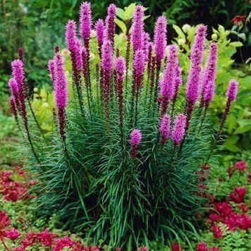 Ліатрис Spicata бузковий 2455173667 фото