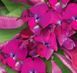 Долiхос Рубiновi iскри (5шт) TM GL Seeds 2871625443 фото 1