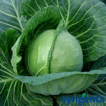 Капуста білоголова ультрарання Міррор F1 Syngenta 10 насінин (зіп-пакет) 2383059532 фото