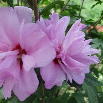Гiбiскус сирiйський Шифоновий букет (5шт) TM GL Seeds 2447925408 фото