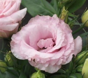 Еустома Julietta Pink 5 насінин 2377694589 фото
