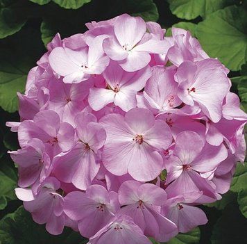 Пеларгонія Ringo&reg; 2000 F1 Lavender Syngenta 5 шт 306 фото