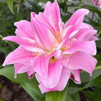Лілія Махрова Східна Lotus Breeze 16/18 2848092190 фото