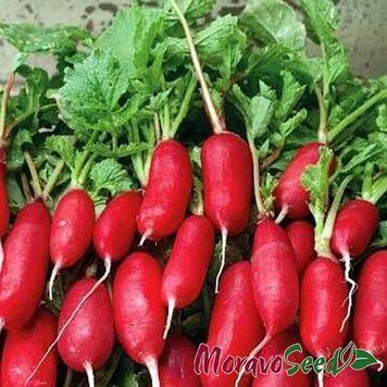 Редис Форум Moravoseed 3 г 500 фото