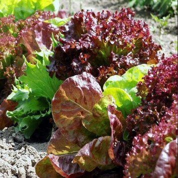 Салат Бебi-mix Фреш кольоровий (5г) TM GL Seeds 2871628911 фото