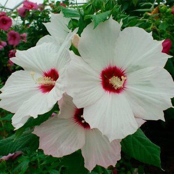 Насіння Гiбiскуса Скарб корони (5шт), Collection, TM GL Seeds 2447928394 фото