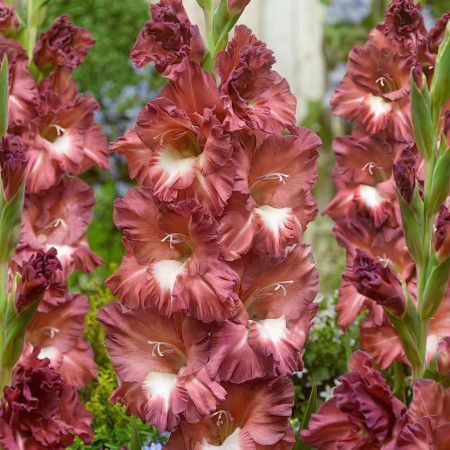Гладіолус Cappuccino (Tiramisu) 12/14 2440161596 фото
