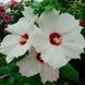 Насіння Гiбiскуса Скарб корони (5шт), Collection, TM GL Seeds 2447928394 фото 1