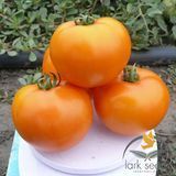 Помідор Солідо F1 Spark seeds 10 шт (детермінантний) (зіп-пакет) 2818648120 фото