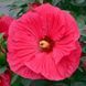 Гiбiскус Сьоме диво свiту (5шт) TM GL Seeds 2447928491 фото 1