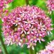 Алліум Pink Jewel 10+ 3072582555 фото 1