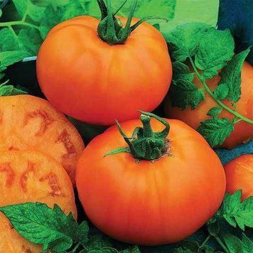 Помідор Айсан F1 Kitano seeds 10 шт (детермінантний) (зіп-пакет) 2818649557 фото