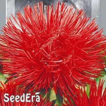 Айстра Високоросла Харц Кремхілд 0,25 г Seedera 2424567075 фото